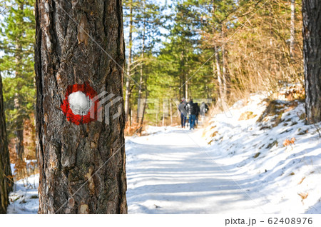 Hike through Pine forest during winter, large Hike through Pine forest during winter, large 62408976