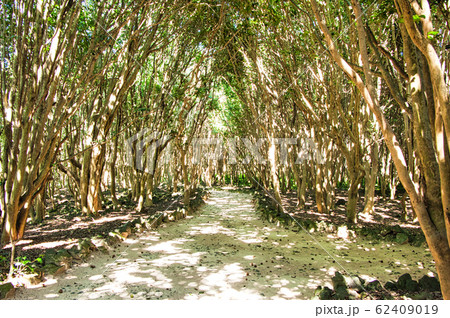 笠山　椿林　萩市　山口県 62409019