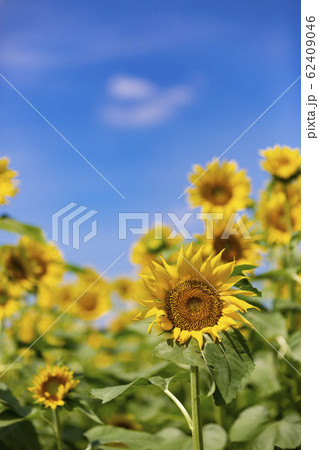 ひまわりと夏の青空_東京都清瀬市 62409046