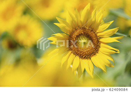 ひまわり畑_東京都清瀬市 ひまわり畑_東京都清瀬市 62409084