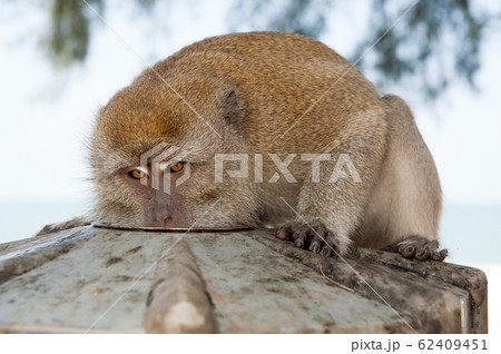 Monkey eat from plate. Primate sit outdoor. Cute 62409451