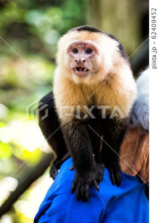 Capuchin monkey sitting on male shoulder in Capuchin monkey sitting on male shoulder in 62409452