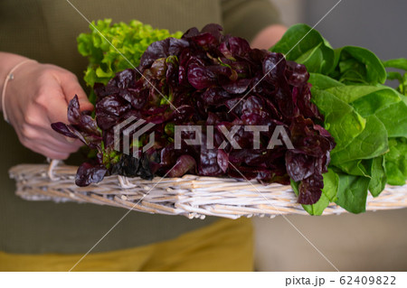 Fresh lettuce for healthy 62409822