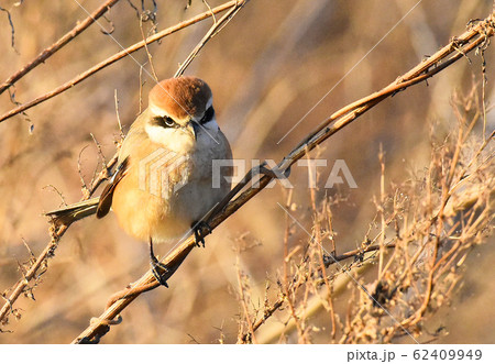 手賀沼の野鳥 モズ 手賀沼の野鳥 モズ 62409949