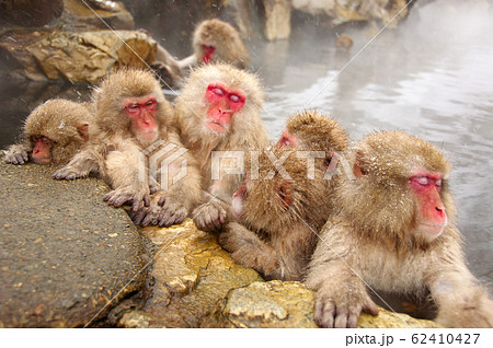 地獄谷野猿公苑 62410427