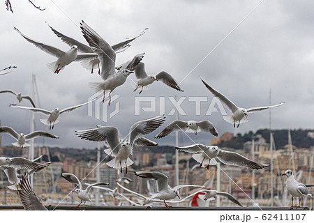 Group of flying seagulls Group of flying seagulls 62411107