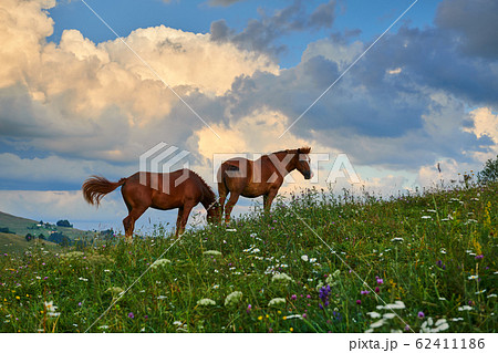 Horses graze in a meadow in the mountains, sunset Horses graze in a meadow in the mountains, sunset 62411186