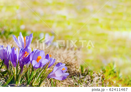 Close up blooming crocuses spring flowers 62411467