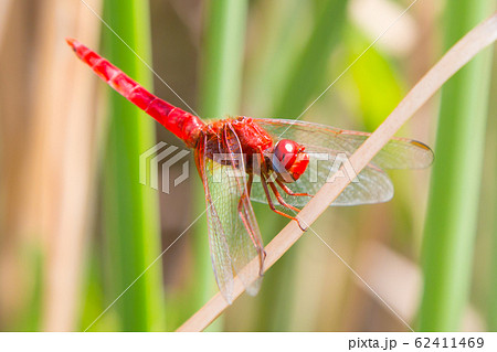 Ecological concept background. Red dragonfly resting on a straw, place for text 62411469
