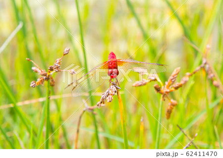 Ecological concept background. Red dragonfly resting on a straw, place for text 62411470