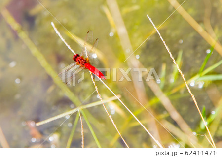 Ecological concept background. Red dragonfly resting on a straw, place for text Ecological concept background. Red dragonfly resting on a straw, place for text 62411471