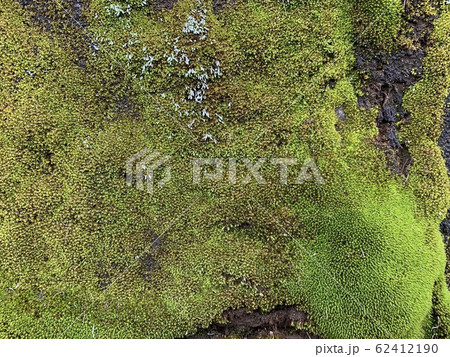 苔/Moss 62412190