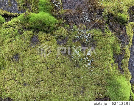 苔/Moss 苔/Moss 62412195