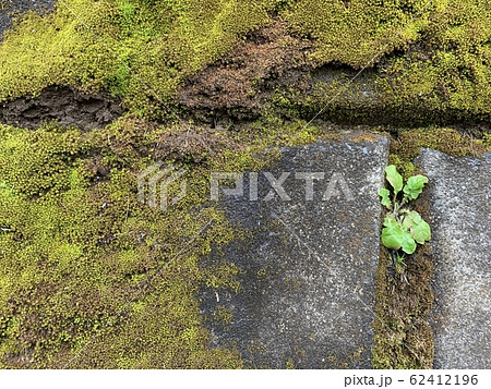 苔/Moss 62412196