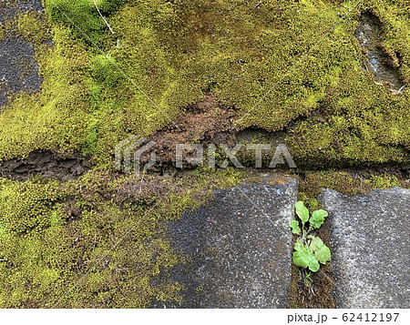 苔/Moss 苔/Moss 62412197