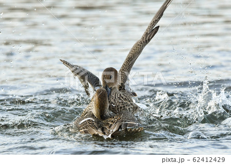 オナガガモ オナガガモ 62412429