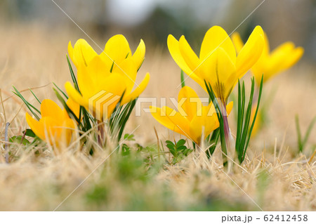 クロッカス 62412458