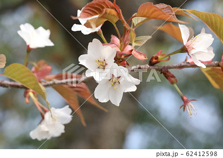 山桜 62412598