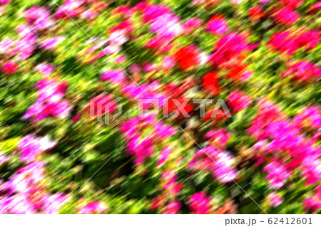 the flowers and garden the flowers and garden 62412601