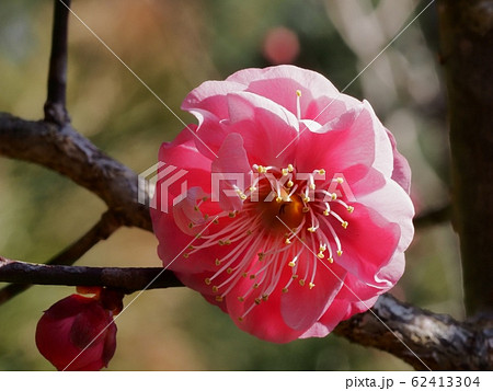 紅梅の花 62413304