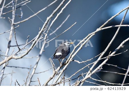 ムクドリ ムクドリ 62413929