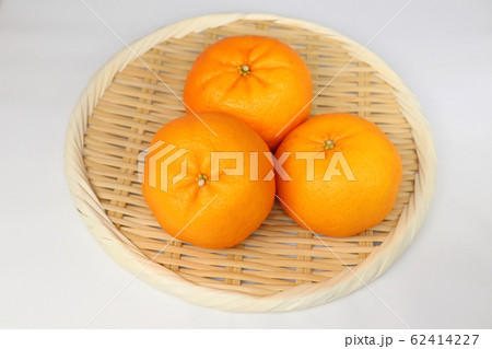 ぽんかん 62414227