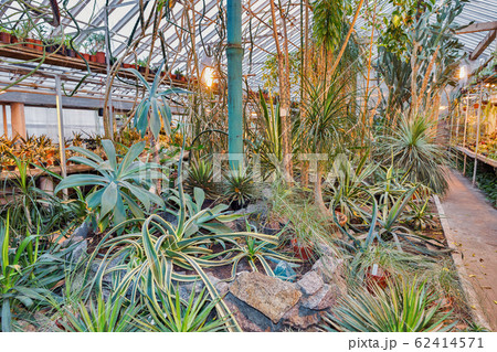 greenhouse with different tropical plants greenhouse with different tropical plants 62414571