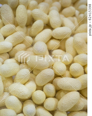 蚕の黄色い繭 62415398