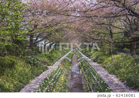 横浜の川沿い桜 横浜の川沿い桜 62416081