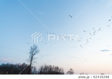 宮島沼のマガン 宮島沼のマガン 62416288