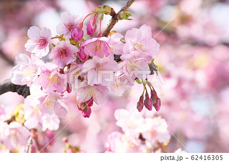 河津桜　静岡県河津町にて撮影 62416305