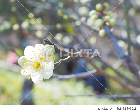 白い梅の花の写真素材