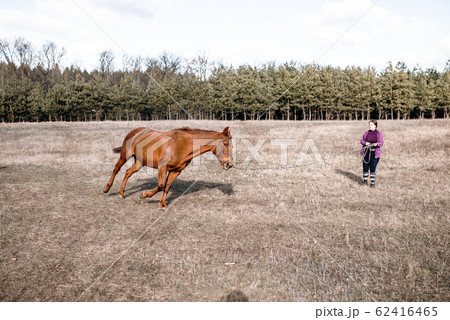 trainer girl warms up the horse in training. trainer girl warms up the horse in training. 62416465
