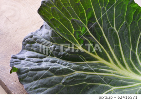 採れたてキャベツ 62416571
