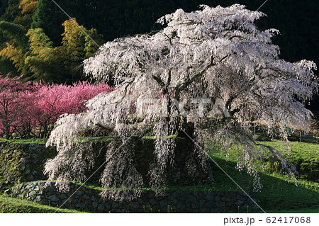 又兵衛桜 又兵衛桜 62417068