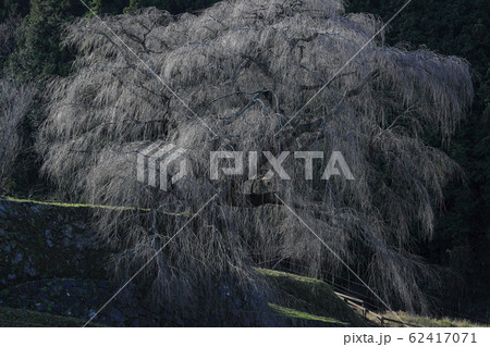 又兵衛桜　冬 62417071