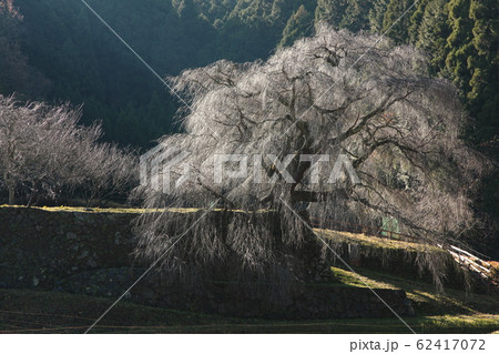 又兵衛桜 冬 又兵衛桜 冬 62417072