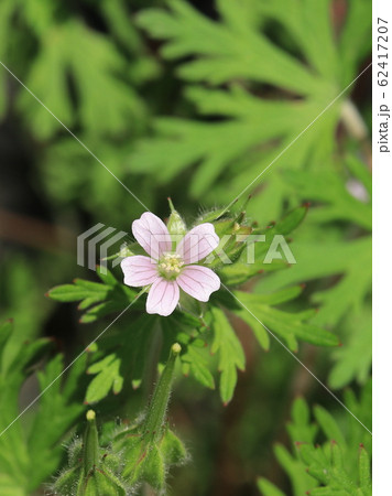 アメリカフウロの花 62417207