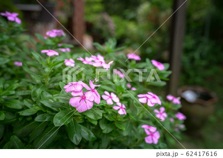 Blooming pink Vinca flowers in the garden Blooming pink Vinca flowers in the garden 62417616