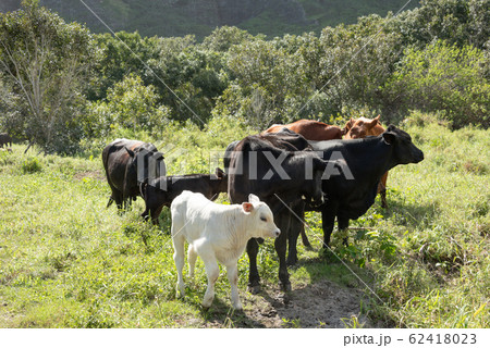 黒い牛たちの群れ 62418023