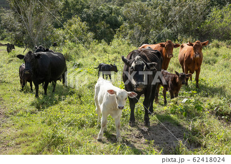 黒い牛たちの群れ 62418024