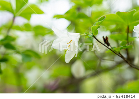 栃木県鹿沼市　横根高原　シロヤシオ　（5月） 62418414