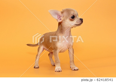 Small  Chihuahua puppy 62418541
