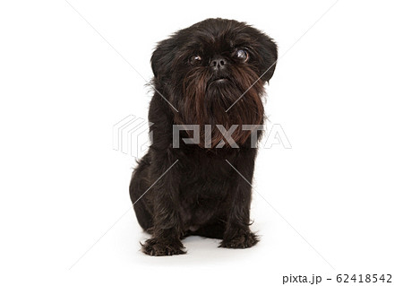 Dog of the Belgian Griffon breed 62418542