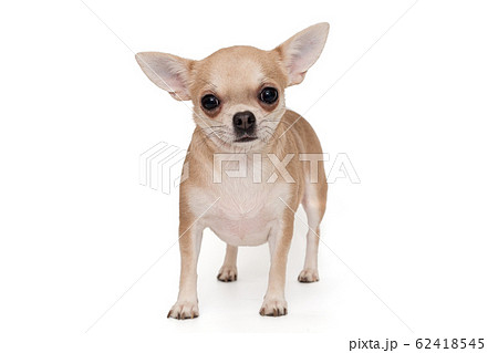 Dog breed Chihuahua beige 62418545
