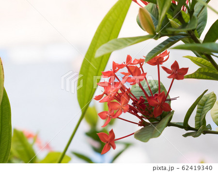 ixora flower, Rauvolfia serpentine, the red ixora flower, Rauvolfia serpentine, the red 62419340