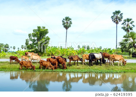 Herds of cows are eating grass on the side of the road near the irrigation canal. 62419395