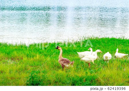 Group of swan eating near the .reservoir in the public park Group of swan eating near the .reservoir in the public park 62419396