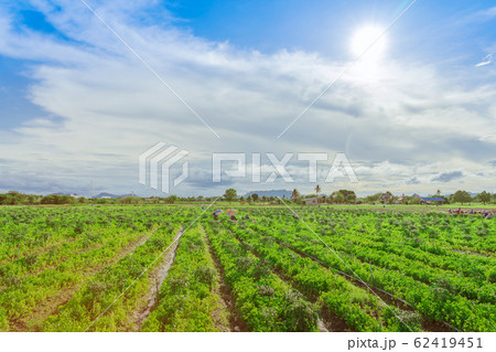 Group of farmers help harvest vegetables grown on the farm.by using a large umbrella to help shade the sun on a sunny day Group of farmers help harvest vegetables grown on the farm.by using a large umbrella to help shade the sun on a sunny day 62419451
