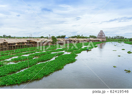 Female farmer paddle in the river to collect morning glory for sale beside Sa Pan Khong floating market in Suphan Buri province, Thailand. 62419546